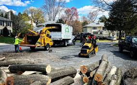 Tree and Shrub Care in Mountain View, AR