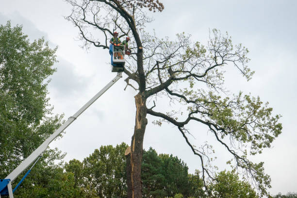 Best Tree Mulching  in Mountain View, AR