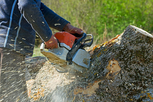 Best Storm Damage Tree Cleanup  in Mountain View, AR