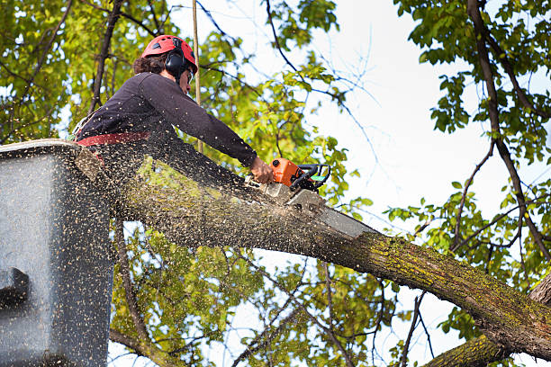 Best Tree Removal  in Mountain View, AR